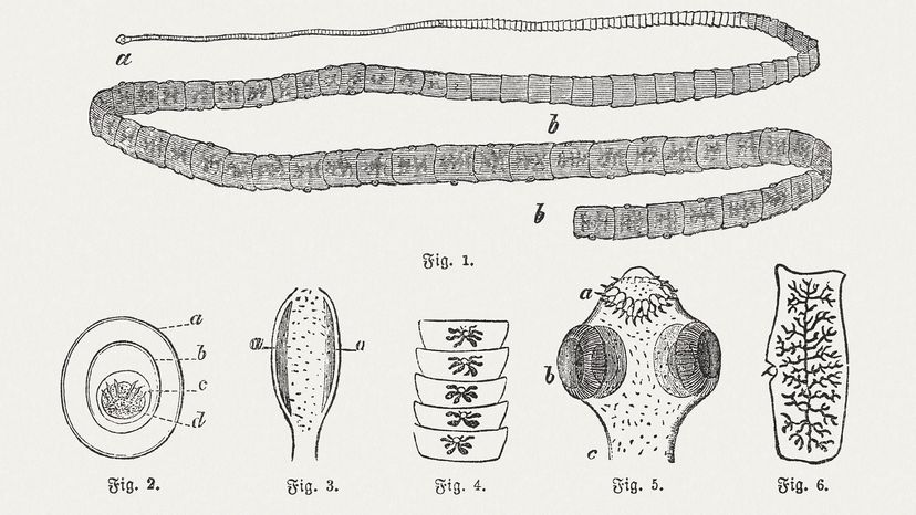 Have people ever really eaten tapeworms for weight loss