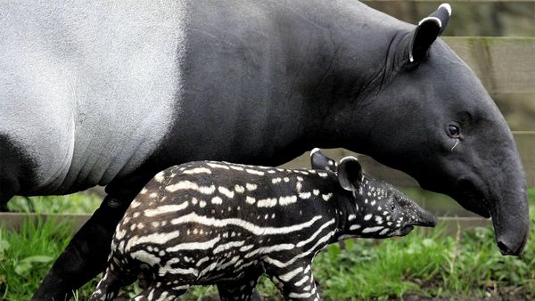 Tapir：古代果实带着微小的树干“border=