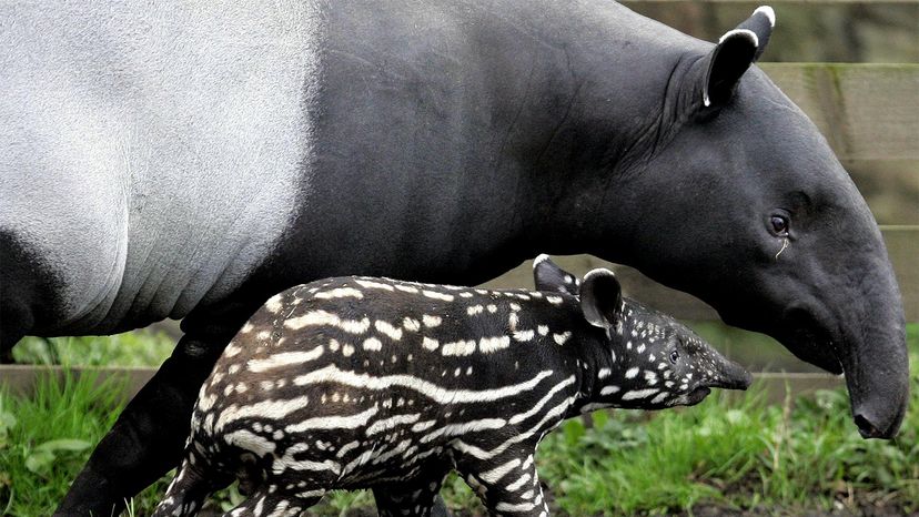 Tapir: The Ancient Fruitarian With the Tiny Trunk | HowStuffWorks