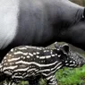 Tapir: The Ancient Fruitarian With the Tiny Trunk