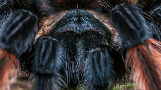 The Tarantula Is Big and Hairy But Not So Scary