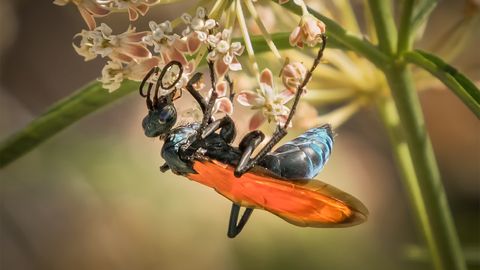 Tarantula Hawks Are Neither Tarantulas nor Hawks - Vimarsana News