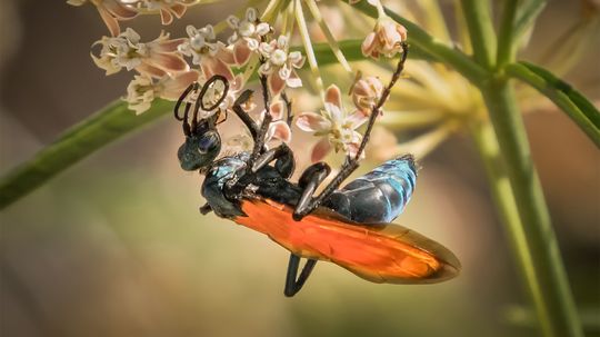 Tarantula Hawks Are Neither Tarantulas nor Hawks