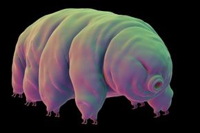 If you ever feel lonely, just remember tardigrades are everywhere. 