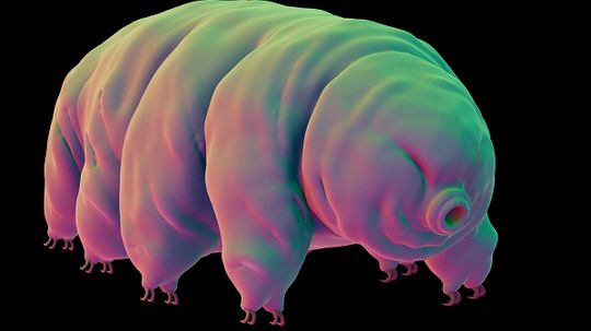 How Tardigrades Work