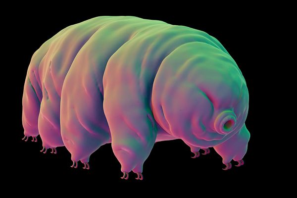 tardigrade