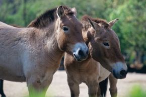 Przewalski's horses look at a distant subject.