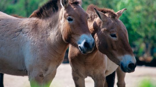 How were tarpans different from domestic horses?