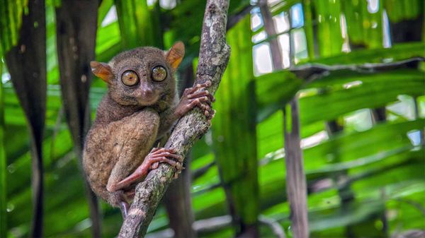 The Tarsier Is One Weird Primate, and Yes, We're Related