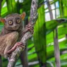 The Tarsier Is One Weird Primate, and Yes, We're Related