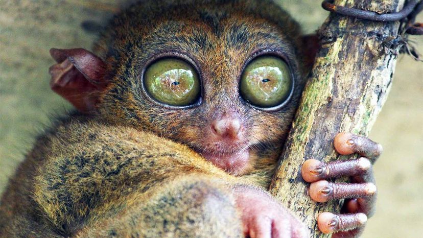 The Tarsier Is One Weird Primate, and Yes, We're Related | HowStuffWorks