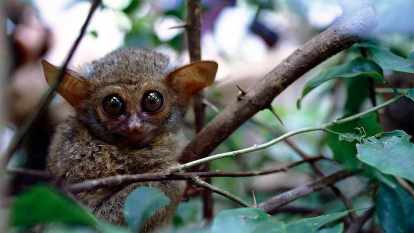 baby tarsier