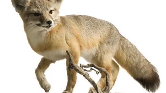 What are the pros and cons of taxidermy?