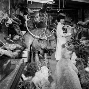 Taxidermy work