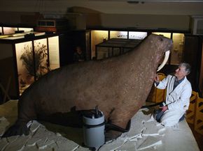 Derek Frampton为Horniman Museum's Valrus在英国伦敦春季清洁。＂border=