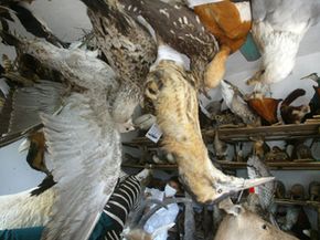 Fowl Taxidermy