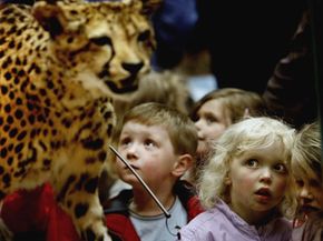 Taxidermy museum