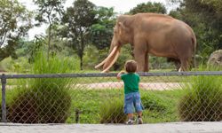 boy watching elephant