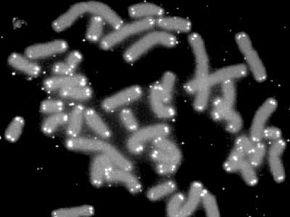 Telomeres (in white) cap the ends of human chromosomes, protecting the genetic information from damage.