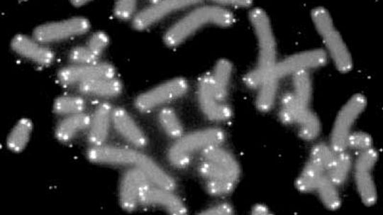 18新利最新登入端粒是如何工作的”width=