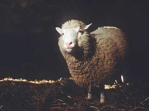 When Dolly the cloned sheep died at the premature age of 6, scientists discovered unusually short telomeres in her cells.