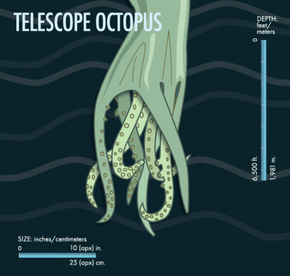 The telescope octopus got its name from its protruding eyes, a unique feature among octopuses.