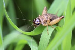 Crickets’ annoying, persistent chirping may be of some service to you.
