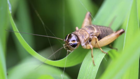你能告诉时间的温度蟋蟀叫吗?”width=
