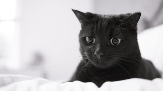 Nikola Tesla's Cat and Other Feline Fascinations