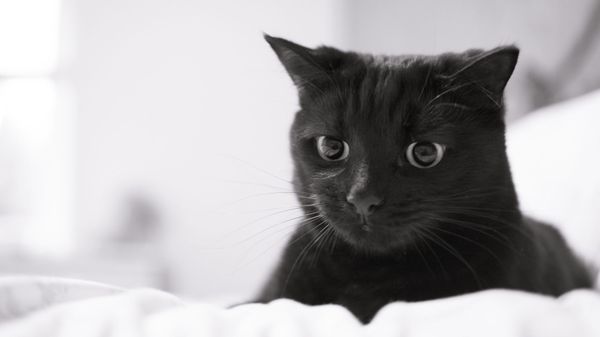 black cat