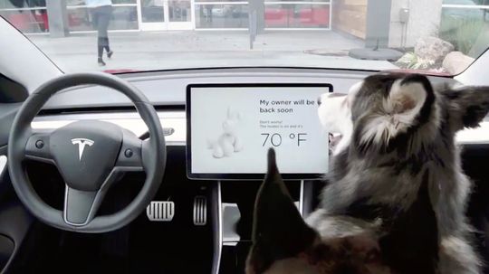 Tesla Dog Mode Keeps Pets Cool in Locked Cars