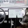 Tesla Dog Mode Keeps Pets Cool in Locked Cars