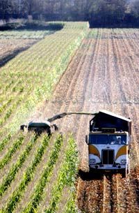 A harvester collects from a field of genetically modified corn.