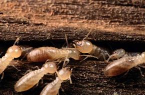 These termites will make for a tasty meal once an anteater or aardvark discovers them. See more pictures of insects.