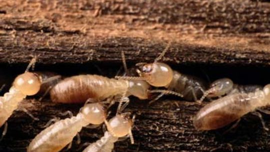 How Termites Work
