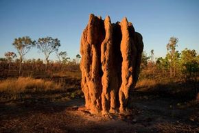Giant termite mounds mark the