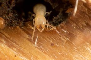 Termites eat dead wood. Without them, dead trees andbrush wouldn't decompose normally.