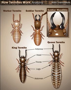 subterranean termites queen