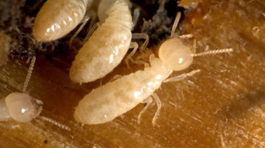 Termites and Structural Property Damage