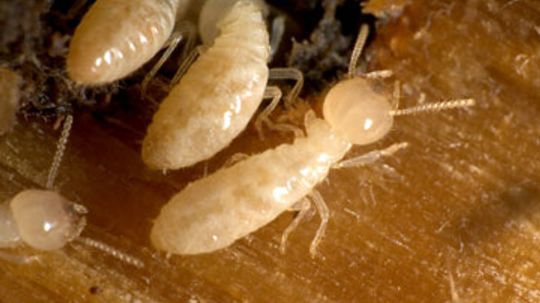 What Does Termite Damage Look Like?