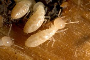 A small group of termites burrowing into wood.&nbsp;