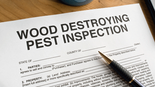 Buying a Home With Termite Damage