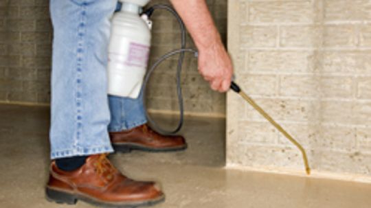 5 Things Exterminators Check During Termite Inspections