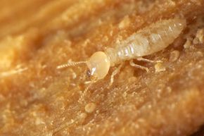 Which types of termites are likely to infest your home?
