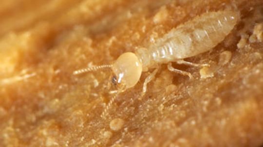 Types of Termites and the Damage They Cause