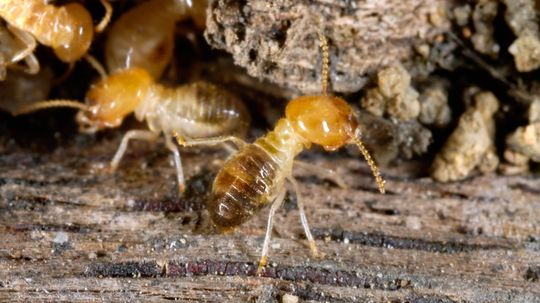 How to Tell if You Have Termites