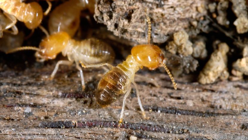 Worker Termite