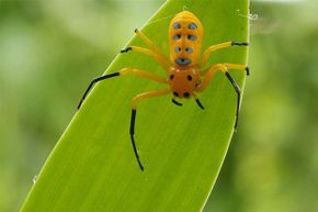 4 misconceptions about the black widow spider - CBS News