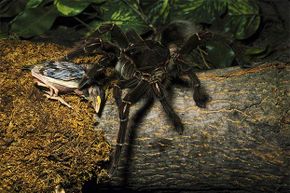 Despite its name (and this picture), the Goliath-bird eating spider rarely eats birds, prefering to dine on insects and frogs.