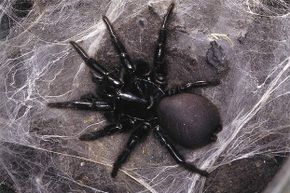 Terrifying new species of spider 'like a tarantula' discovered that can  live for decades - Mirror Online